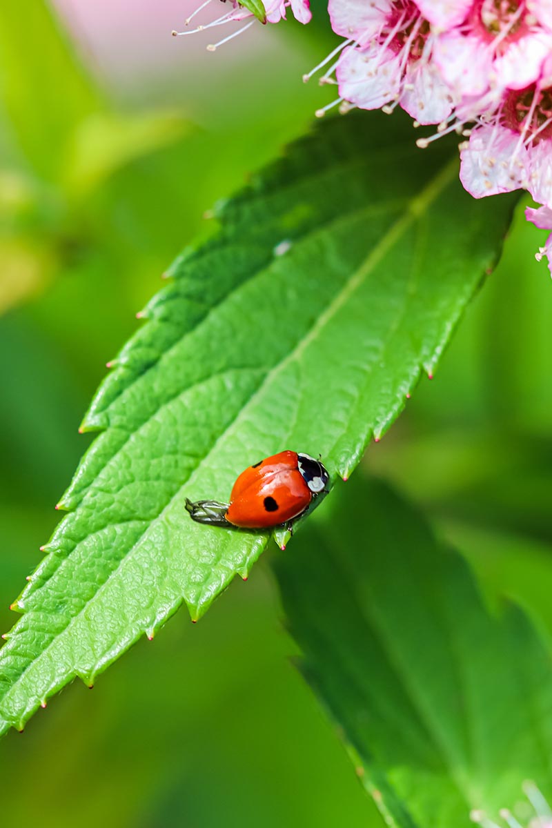 A close up vertical image of a ladybug on the leaf of a shrub, with a pink flower in the top right corner.