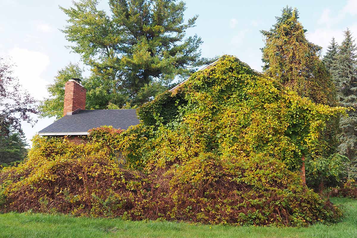 A horizontal image of a large American bittersweet vine growing on an abandoned residence.