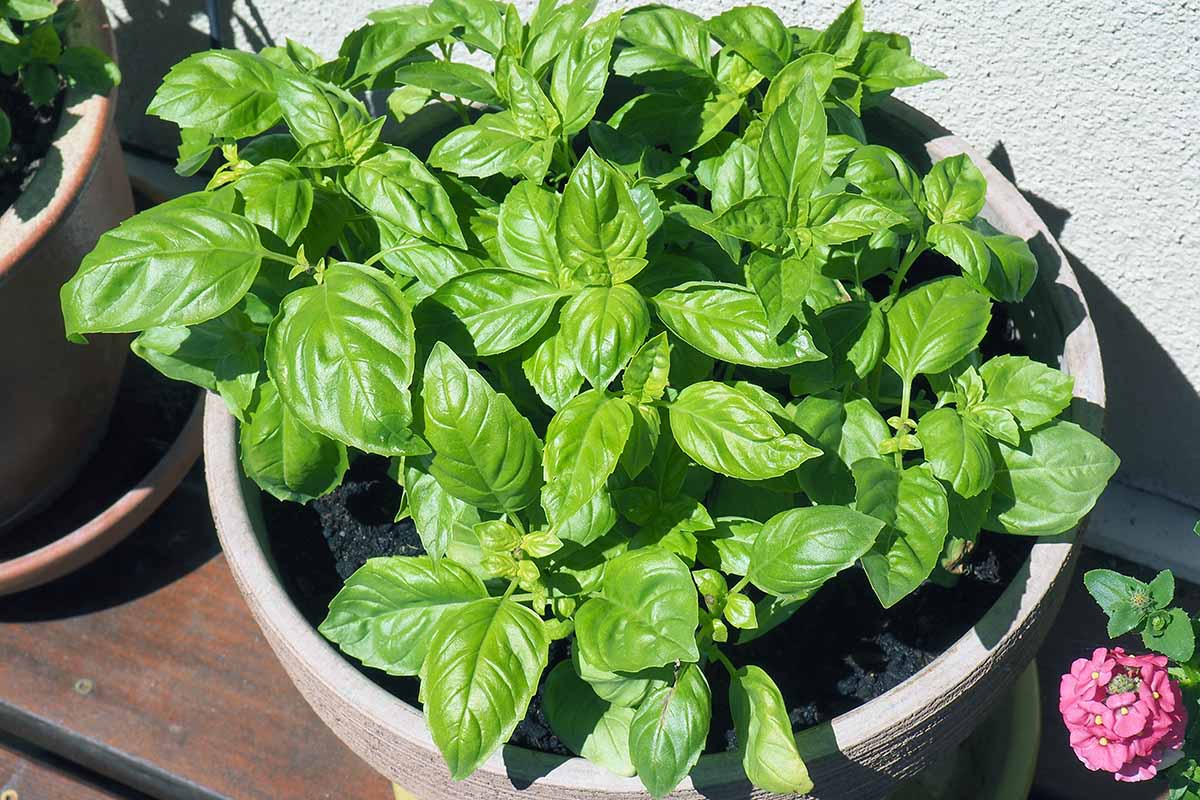A close up horizontal image of basil plants growing in a large terra cotta pot on a sunny deck.