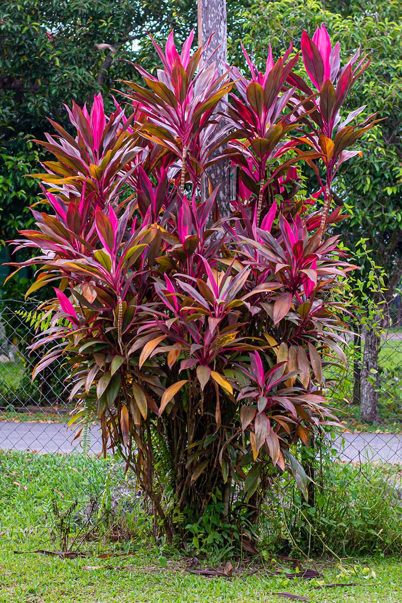 A vertical image of a tall Hawaiian ti plant with purple and bronze foliage growing outdoors in front of a light pole and a chain-link fence.