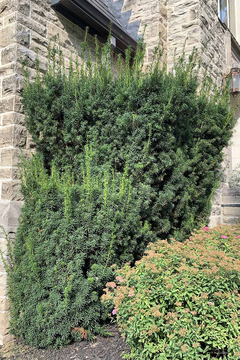 A vertical image of a mature Hicks yew growing outside a large stone residence pictured in bright sunshine.