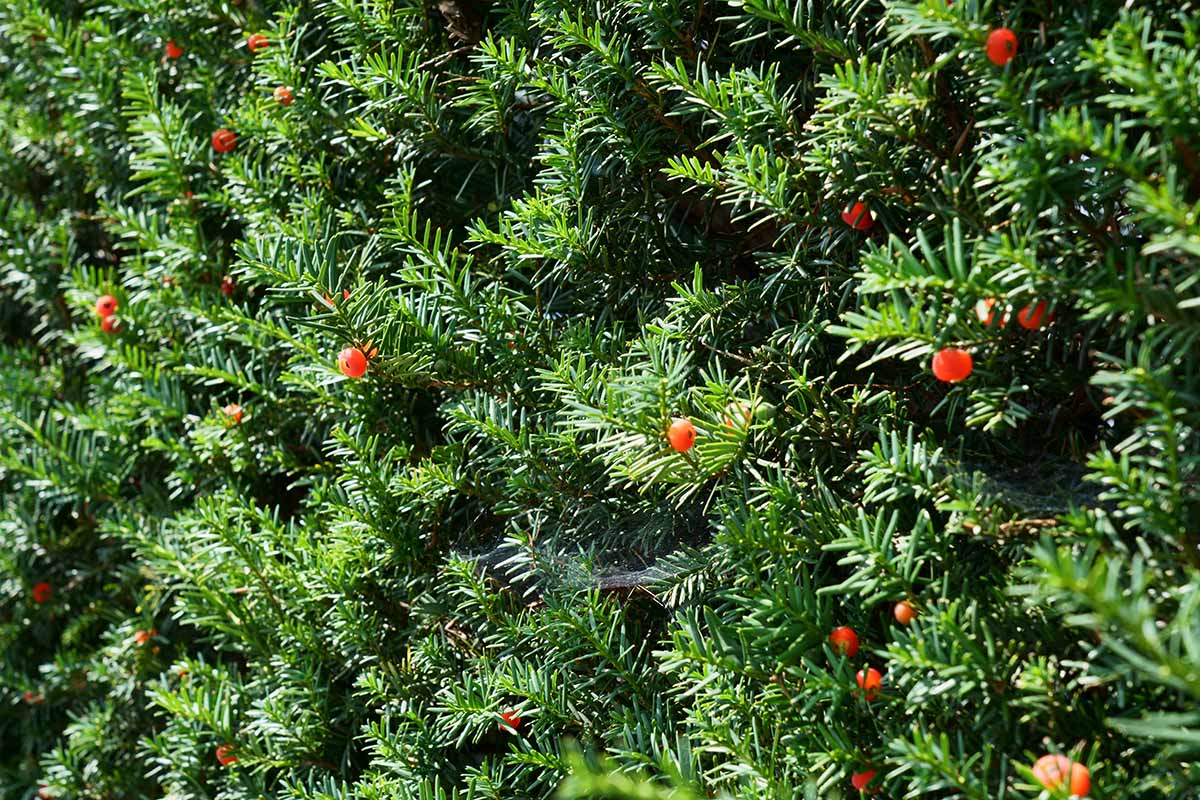 A horizontal image of the green foliage and red fruits of Japanese yew (Taxus cuspidata) growing in the summer garden.