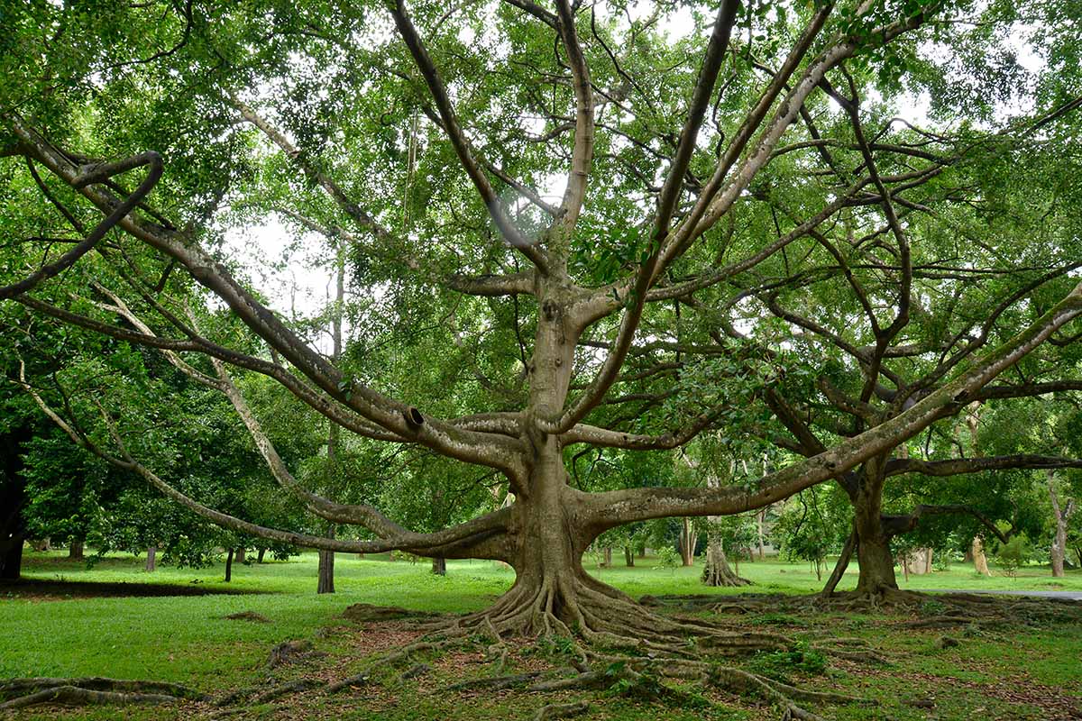 A horizontal photo of a large weeping fig growing outdoors in a grassy field surrounded by other trees.