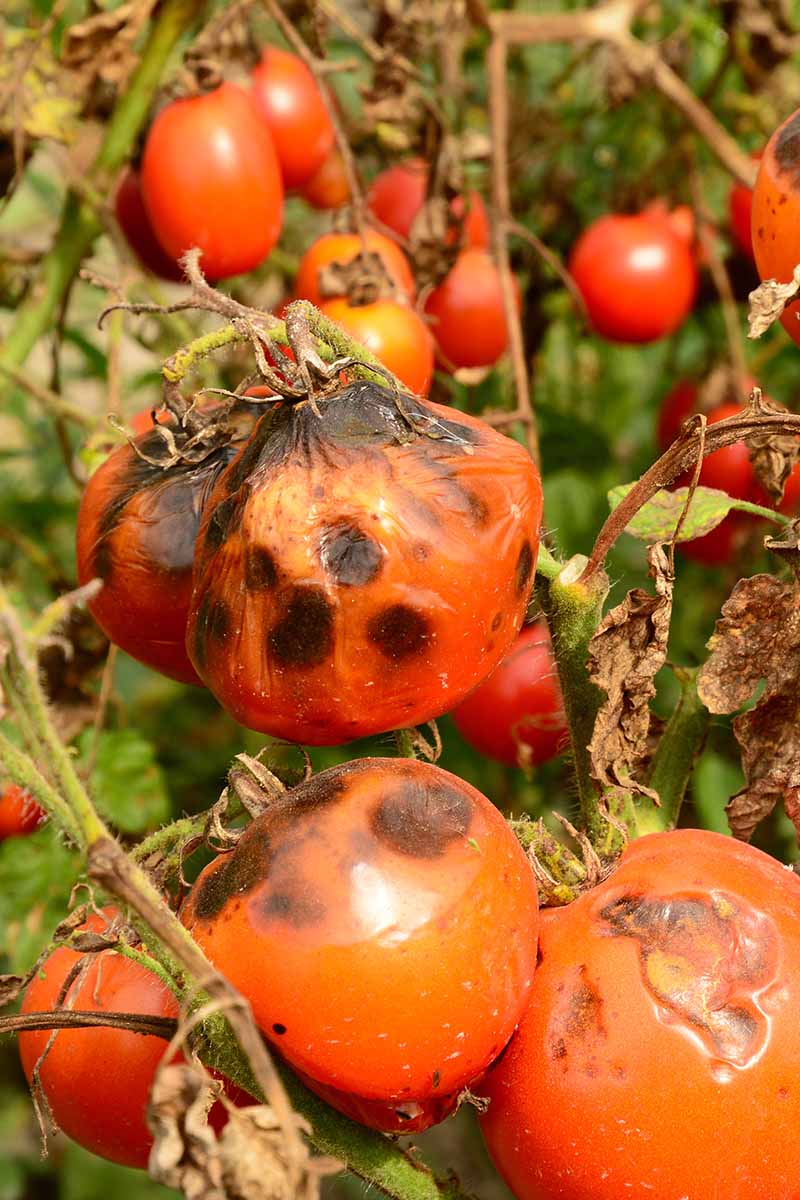 A close up vertical image of tomatoes suffering from a bad infection of late blight.