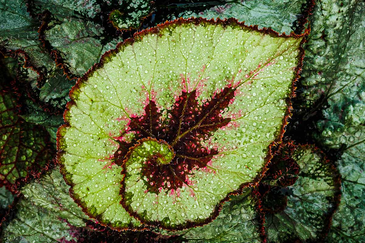 A close up horizontal image of a begonia leaf with a unique shape.