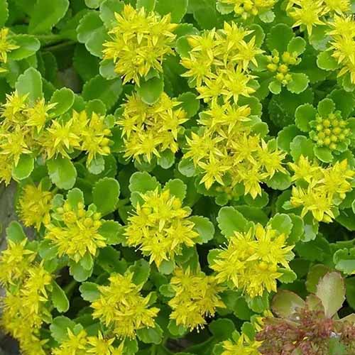 A close up square image of 'Lemon Drop' stonecrop with green leaves and yellow flowers growing in the garden.