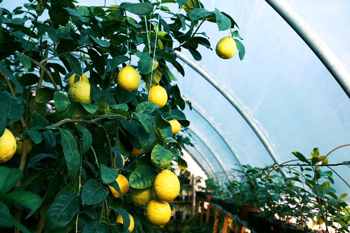 A horizontal image of a lemon tree growing in a greenhouse.