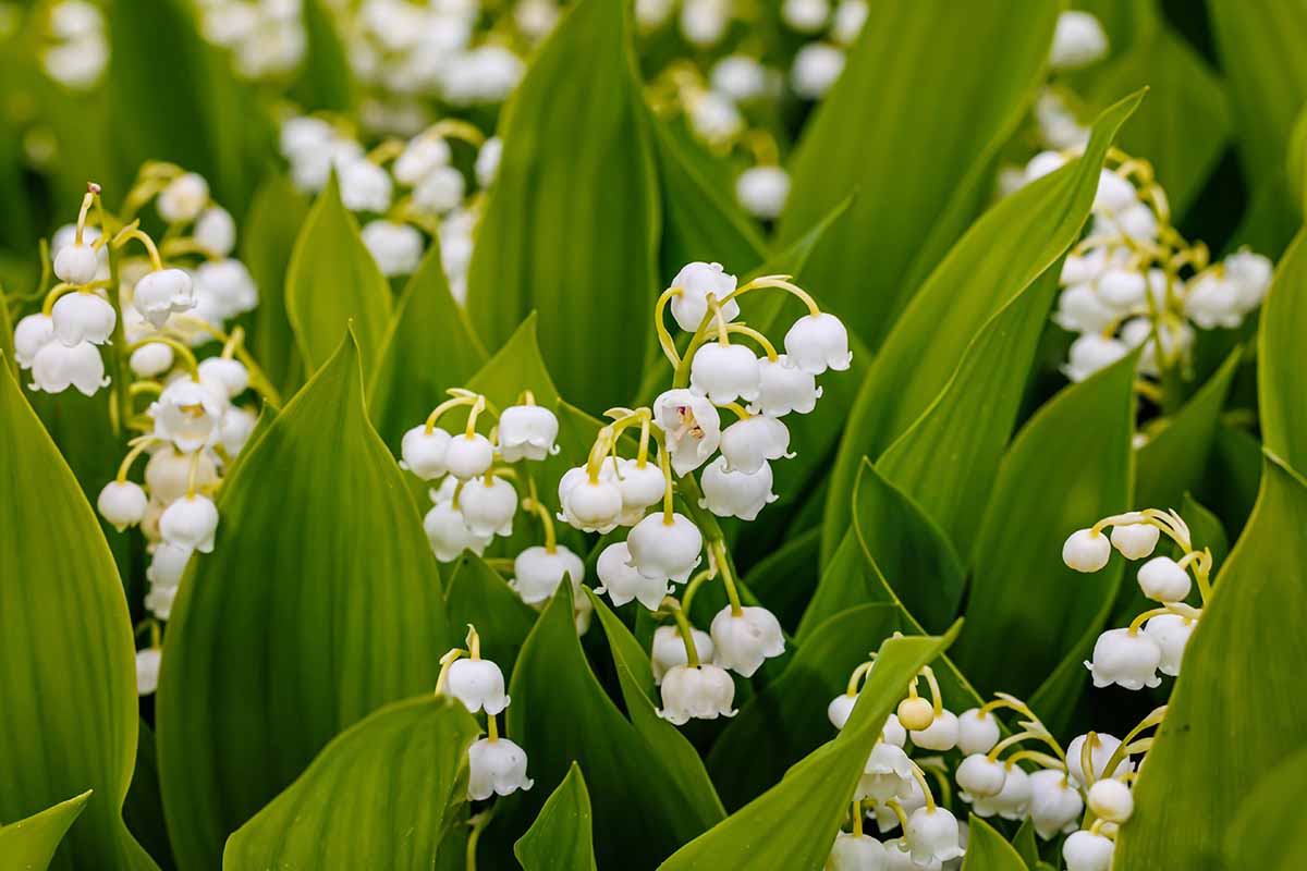 A close up horizontal image of white lily of the valley flowers growing in the garden.