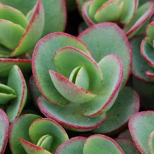 A close up square image of the fleshy green, red-edged foliage of 'Lime Zinger' sedum.