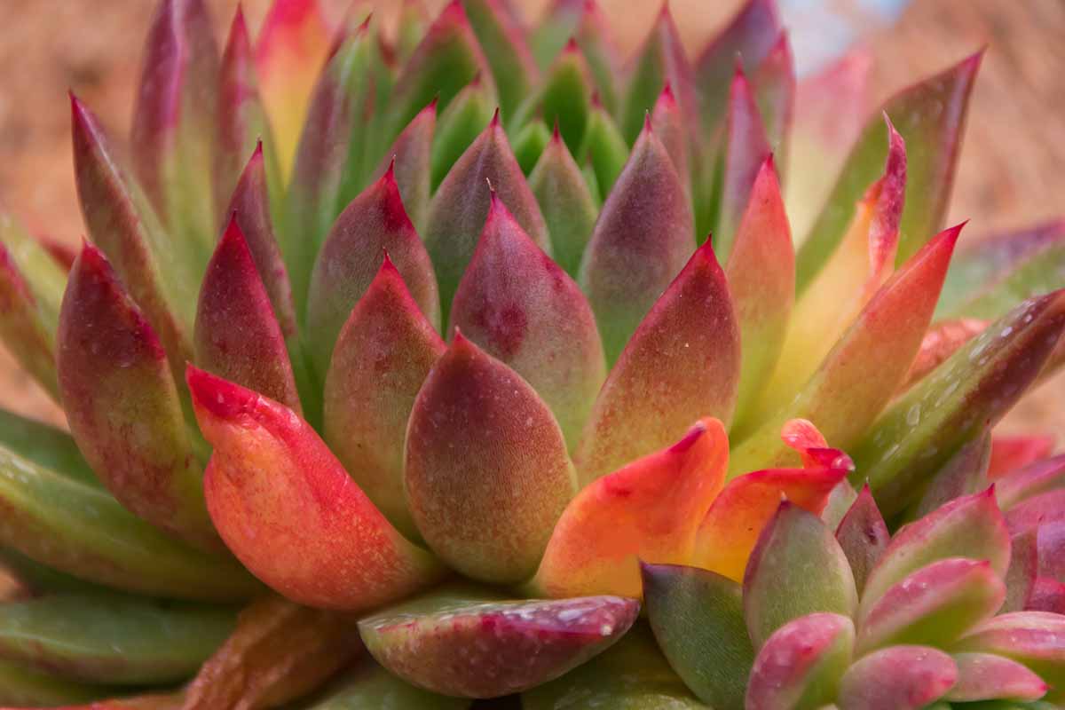 A close up horizontal image of the succulent foliage of molded wax echeveria pictured on a soft focus background.