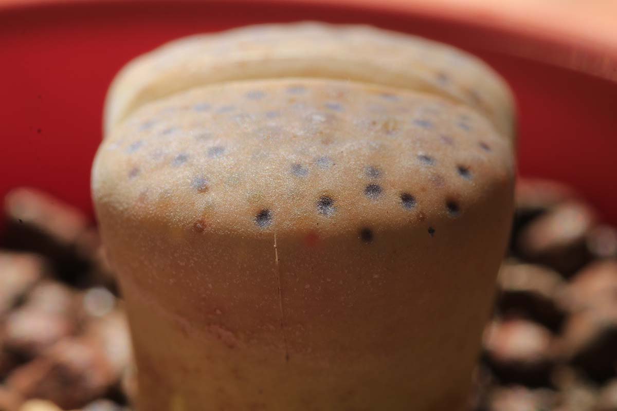 A close up horizontal image of a lithops succulent seen from the side, growing in a pot.