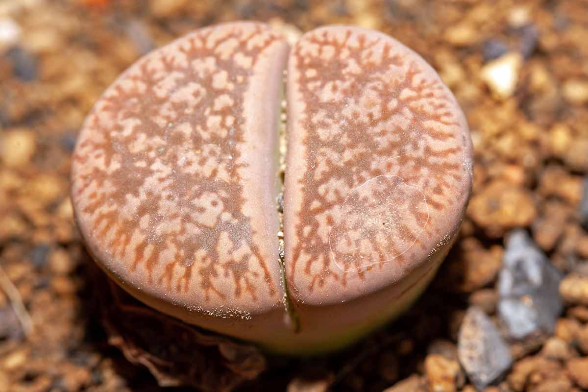 A close up horizontal image of a lithops plant seen from above, showing the patterned "face."