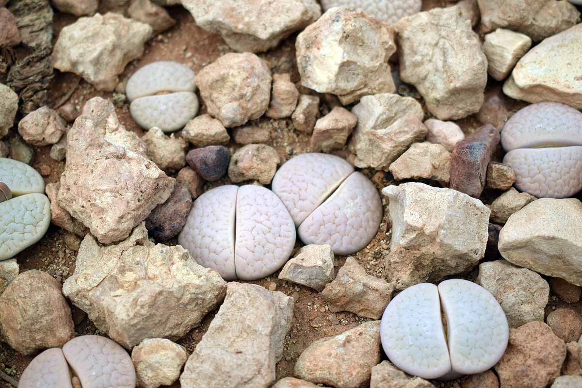 A horizontal image of lithops plants growing among natural stones outdoors.