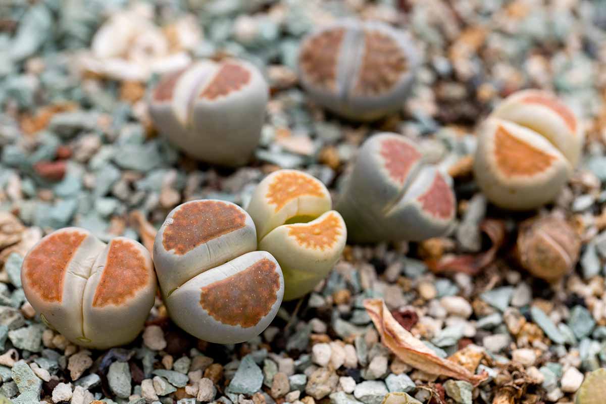 A close up horizontal image of lithops plants aka living stones growing in a gravely rock garden.