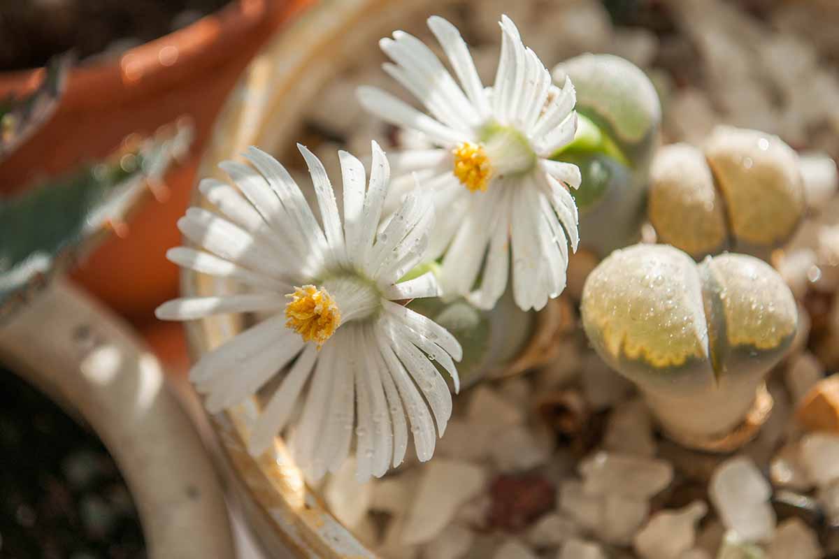 A close up horizontal image of lithops succulents in bloom, displaying white flowers with yellow centers.