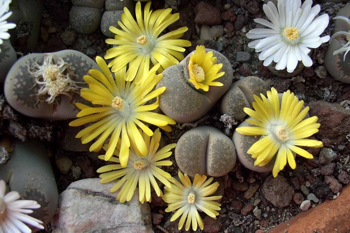 A horizontal image of living stones aka lithops succulents growing outdoors, with white and yellow flowers.
