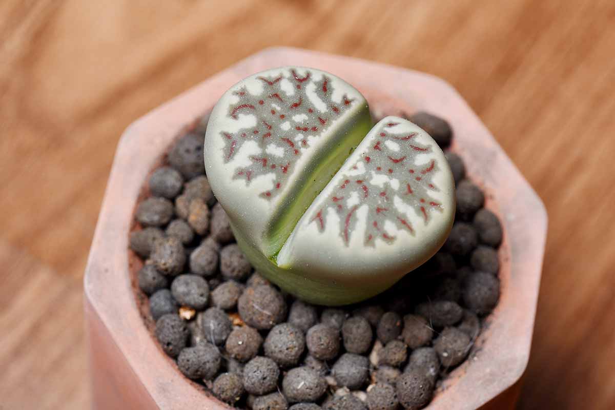 A horizontal image of a green lithops succulent with reddish pattern on the face, growing in a ceramic pot set on a wooden surface.