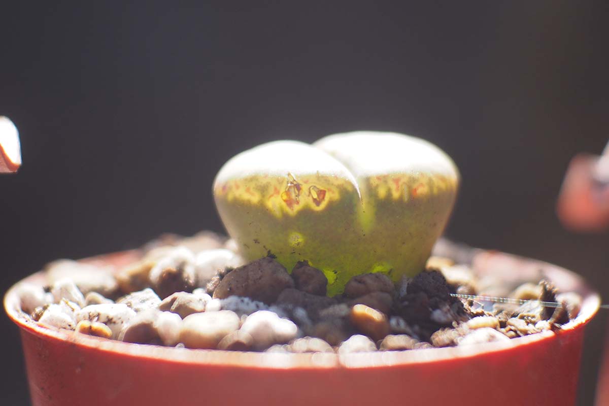 A close up horizontal image of the side view of a lithops succulent, demonstrating how light enters the "windows" of the plant.