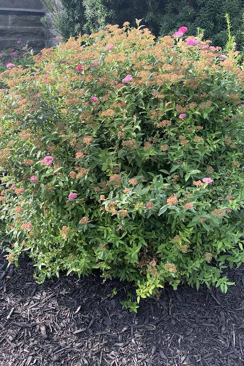 A vertical image of a large Magic Carpet spirea shrub in full bloom growing in a sunny garden border, surrounded by mulch.