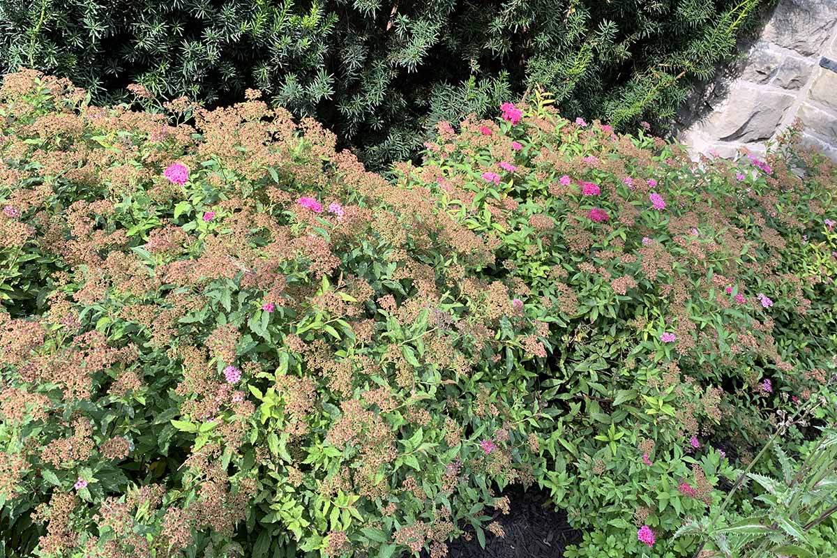 A horizontal image of a large Magic Carpet spirea shrub growing in a garden border in full bloom.