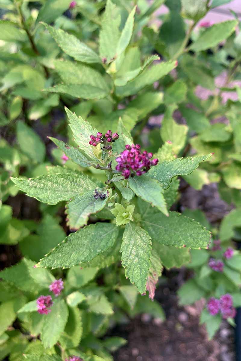A close up vertical image of a Magic Carpet spirea just starting to bloom in spring.