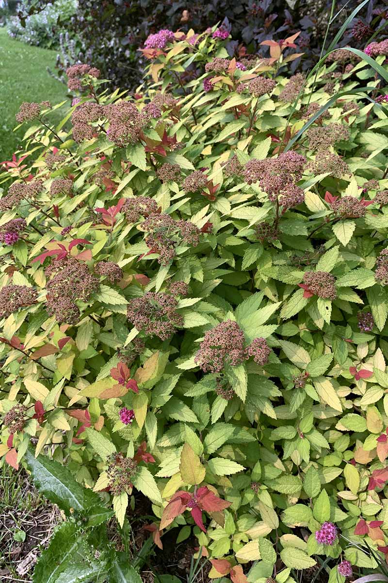 A close up vertical image of a Magic Carpet spirea shrub with spent flowers growing in a garden.