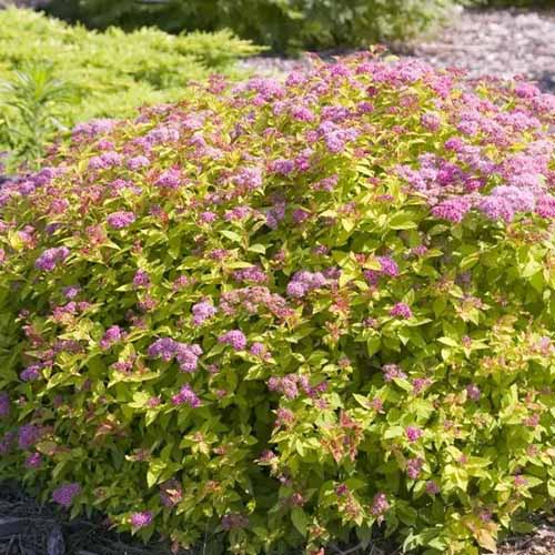 A close up square image of a Magic Carpet spirea in full bloom growing in the garden.