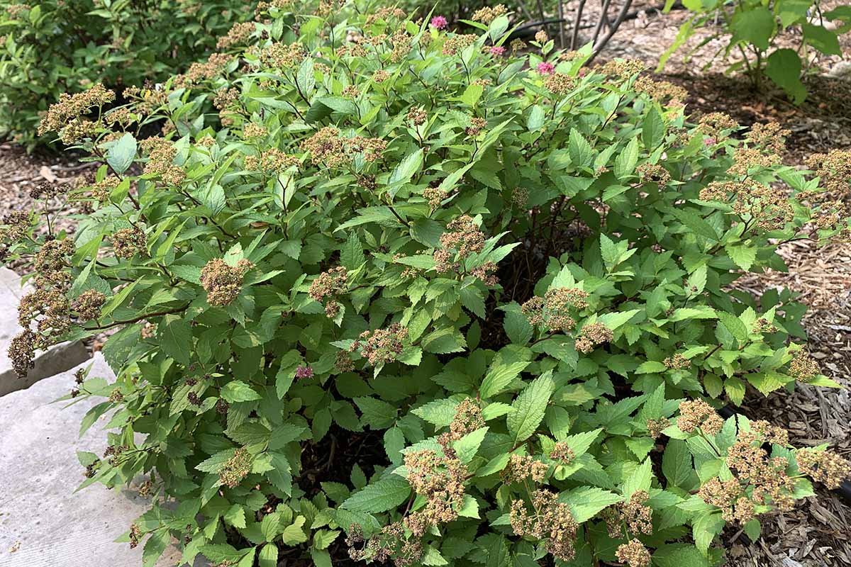 A horizontal image of a Magic Carpet spirea growing in a garden border surrounded by wooden mulch.