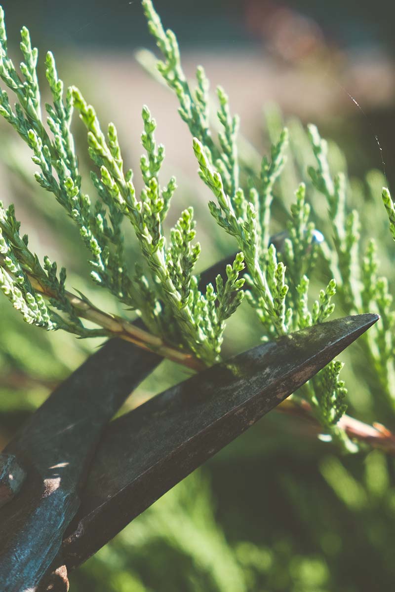 A close up vertical shot of a juniper branch being trimmed with a pair of gardening scissors.