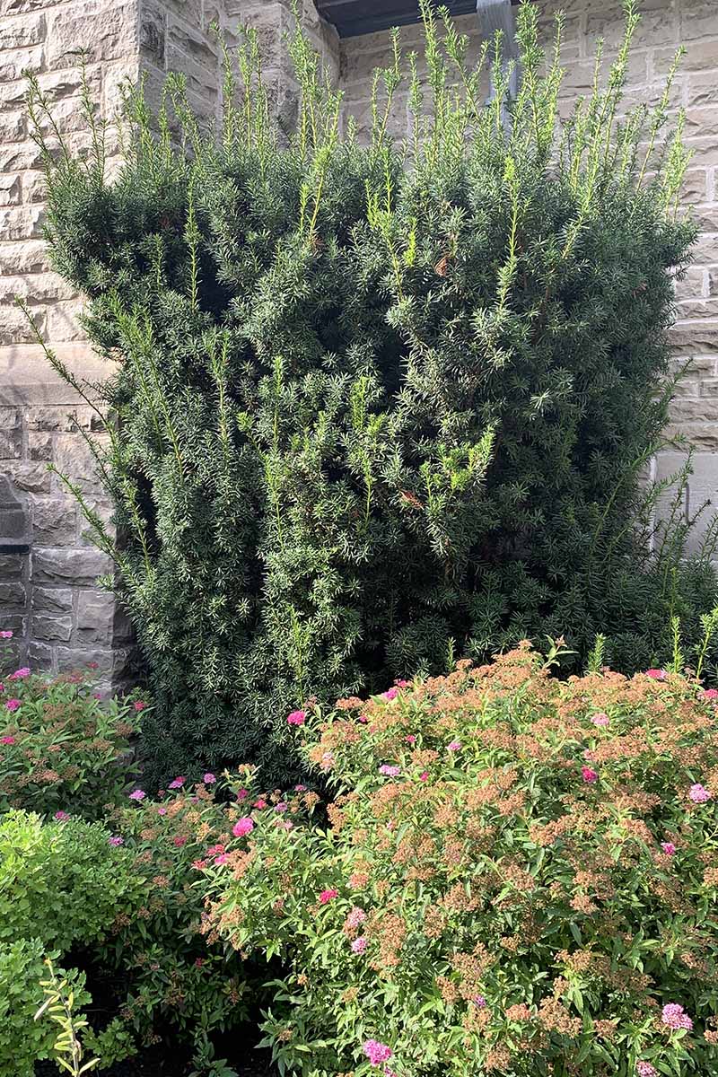 A vertical image of a large, mature Hicks yew growing in a mixed perennial border outside an imposing stone residence.