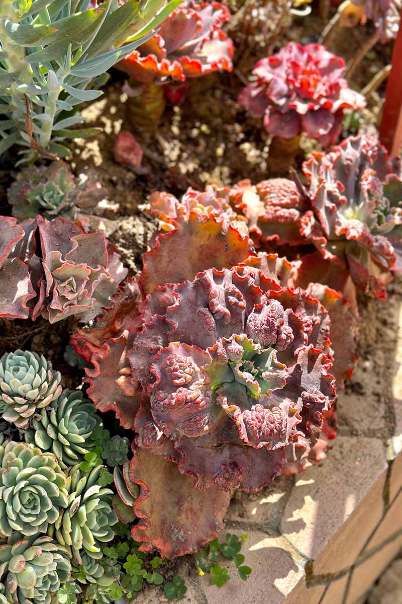 A close up vertical image of Mauna Loa echeveria growing in a garden border, pictured in bright sunshine.