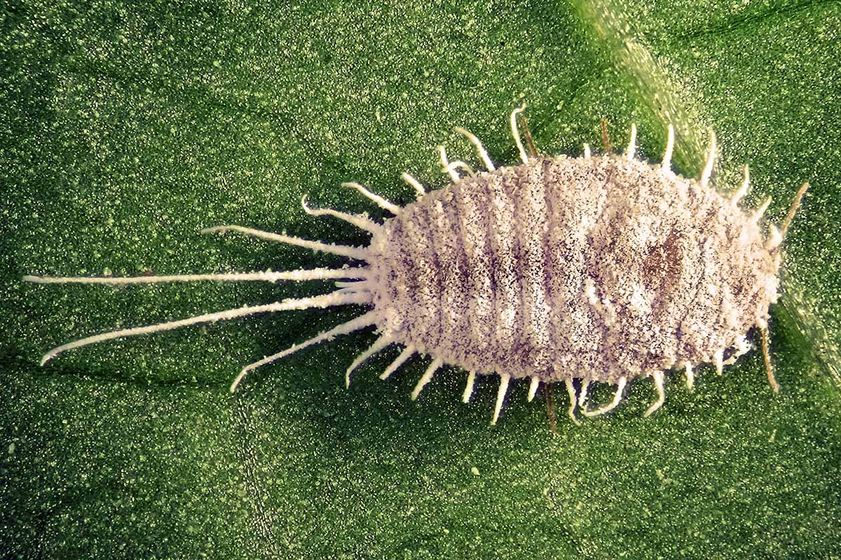 A horizontal closeup image of a gray longtailed mealybug sitting on a plant's surface.