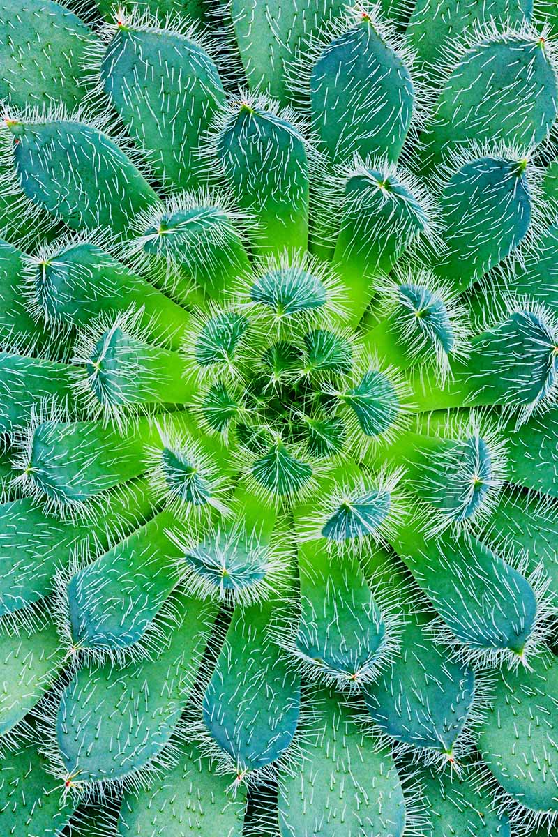 A close up vertical image of the foliage of a Mexican firecracker succulent plant.