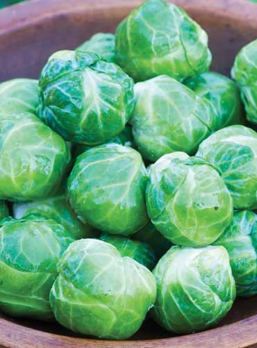 A close up image of Brassica oleracea var. gemmifera 'Mighty' brussels sprouts in a pile in a wooden bowl.