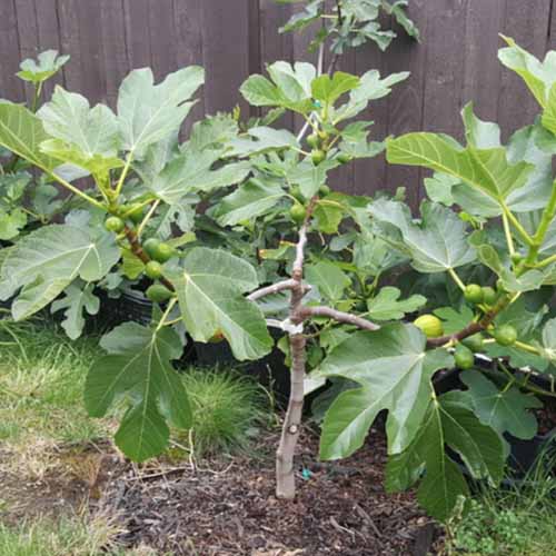 A square image of a Miss Figgy fig tree growing in the garden.