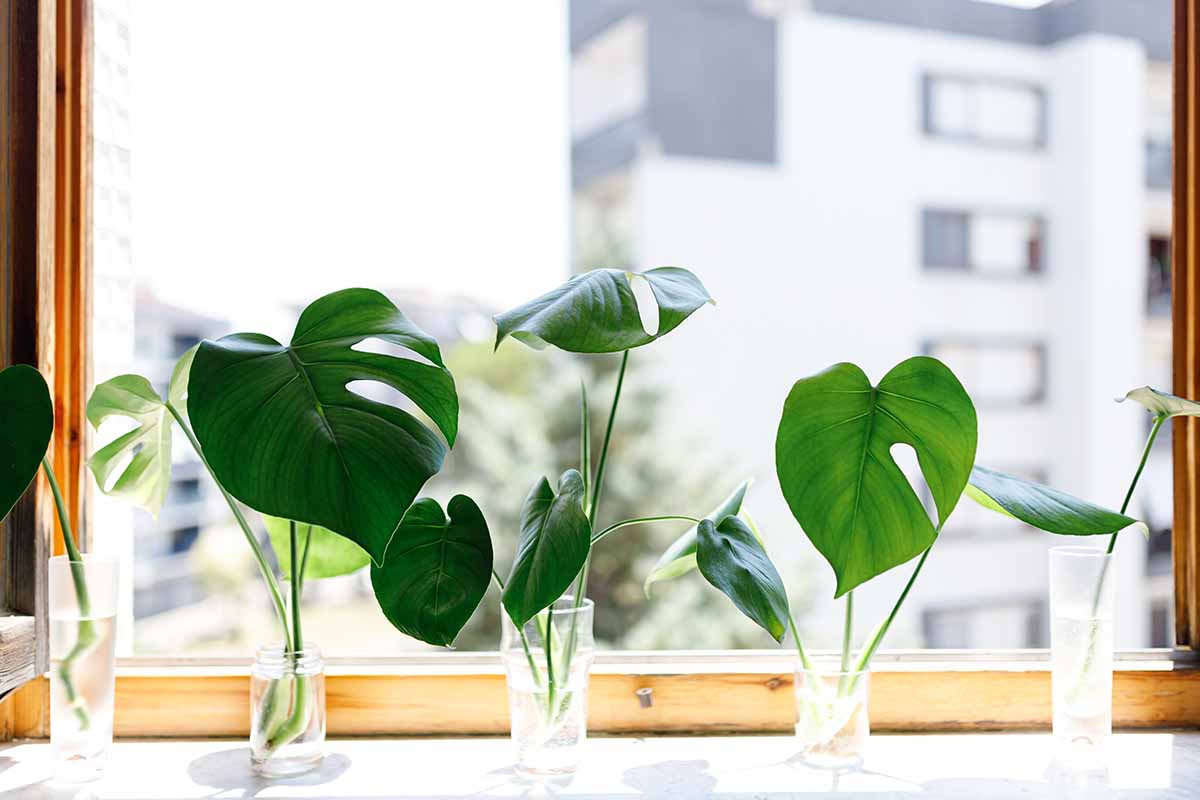 A close up horizontal image of monstera leaf cuttings in glasses of water on a windowsill.