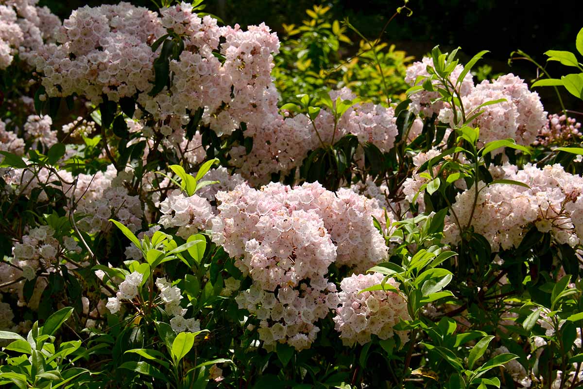A horizontal image of mountain laurel in full bloom pictured in light sunshine.