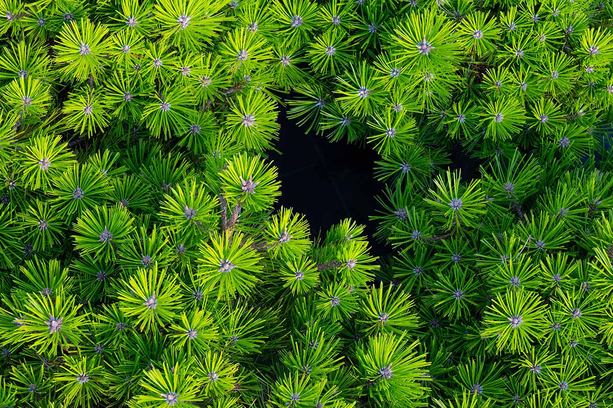 A horizontal close up of a mugo pine with bright green needled foliage.