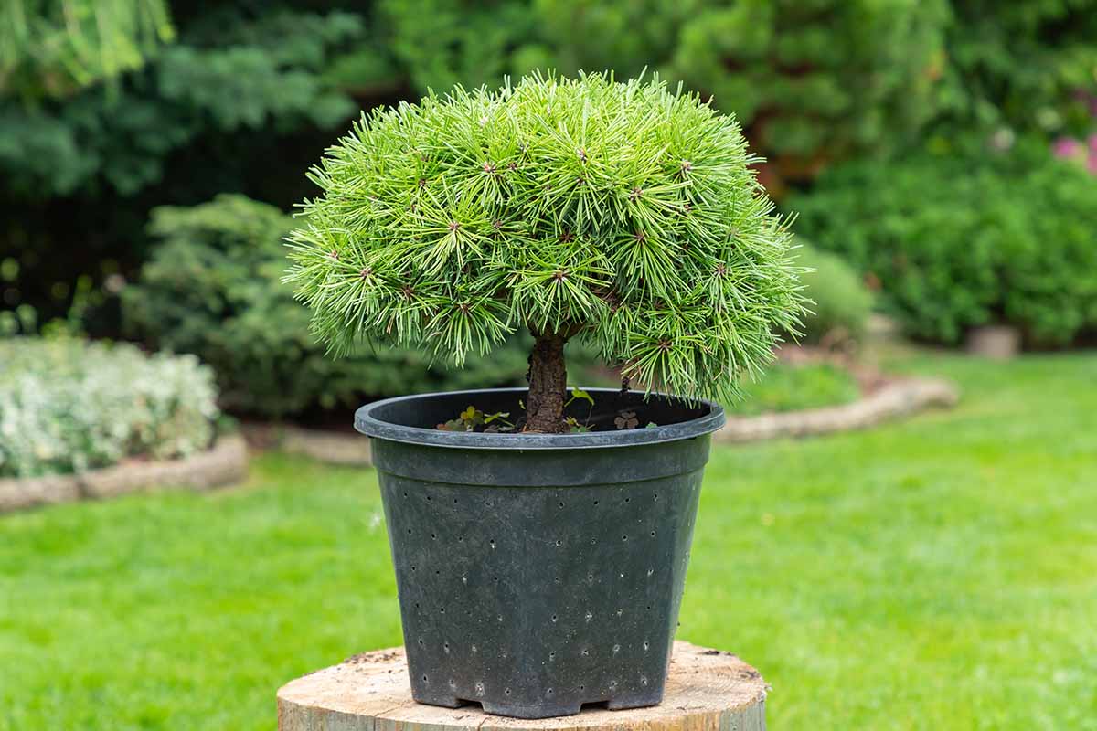 A horizontal shot of a mugo pine growing in a plastic nursery pot sitting on a wooden stump. There is a lush green, landscaped lawn and garden in the background.