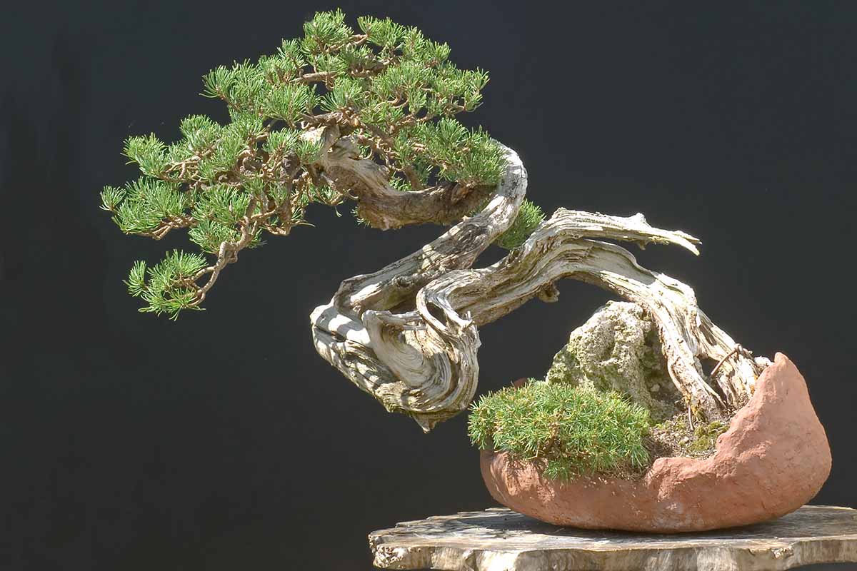 A horizontal shot of a mugo pine that has been trained to be a bonsai in a terracotta pot.