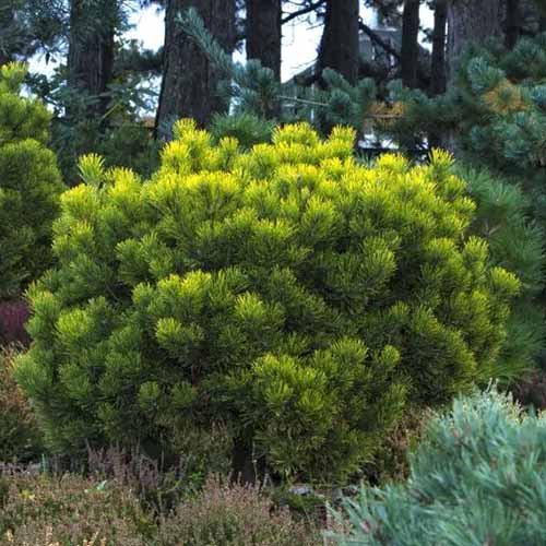A square shot of a mugo pine shrub centered in the frame and surrounded by a forest of larger, tall pine trees.