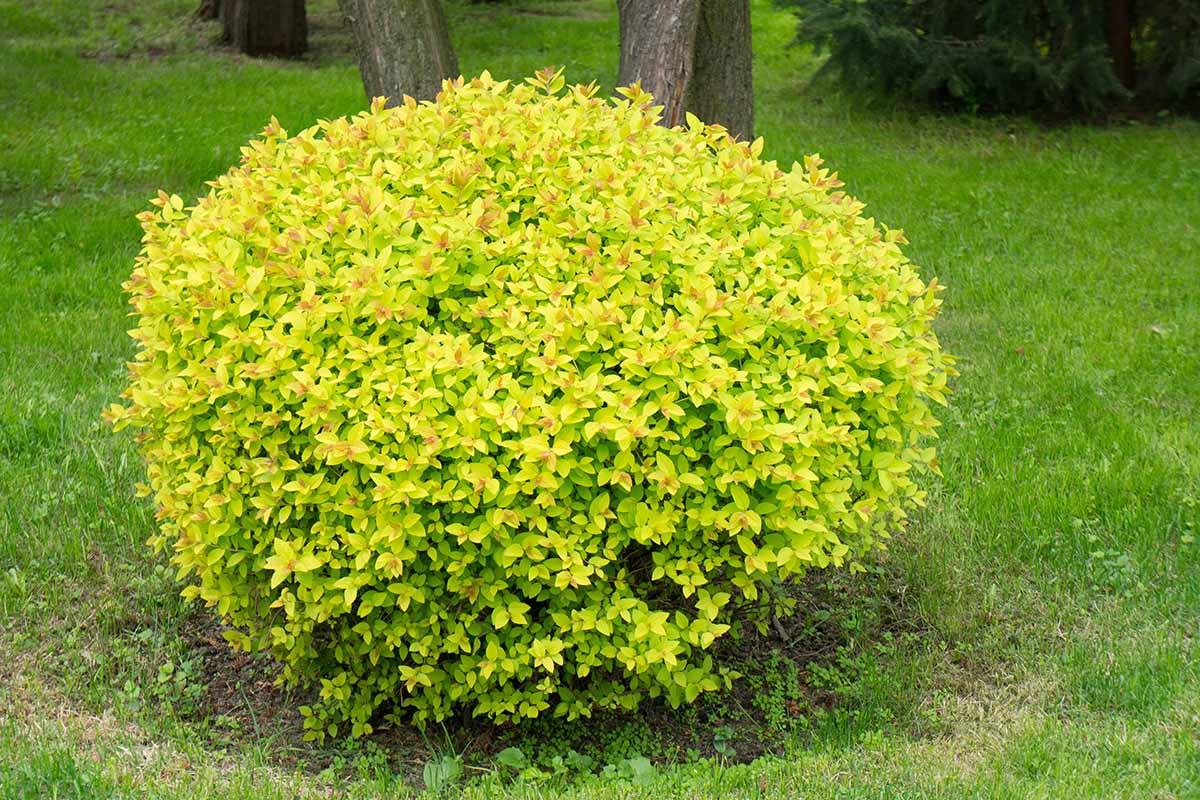 A horizontal image of a Japanese spirea shrub pruned into a rounded form.
