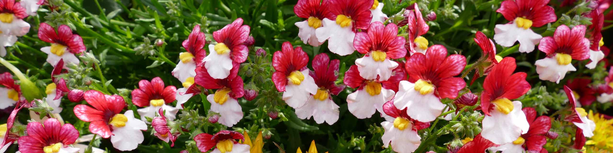 Red and white nemesia flowers in bloom.