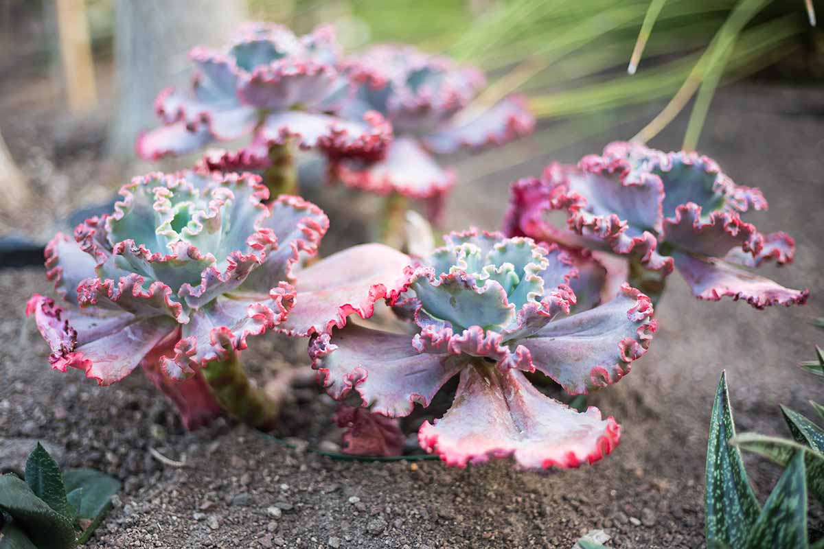 A horizontal image of Neon Breakers succulent plants growing in the garden pictured on a soft focus background.