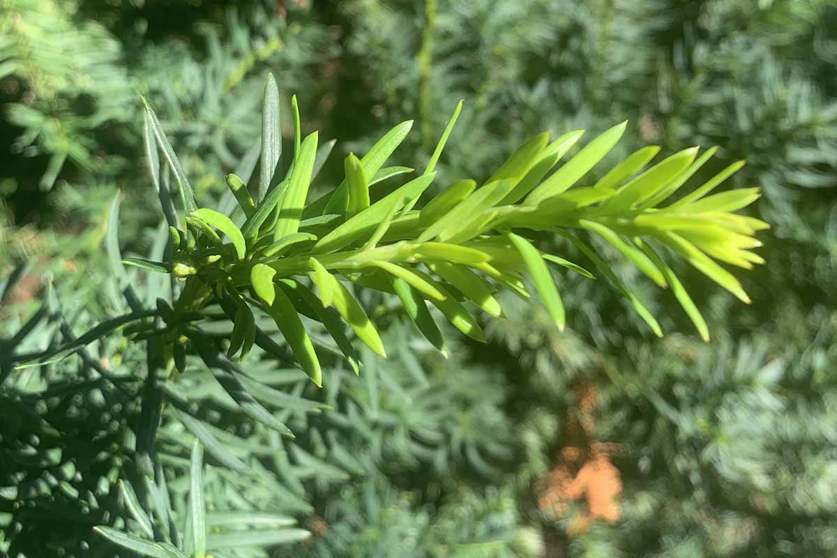 A close up horizontal image of the light green new growth on a Hicks yew plant pictured in bright sunshine on a soft focus background.