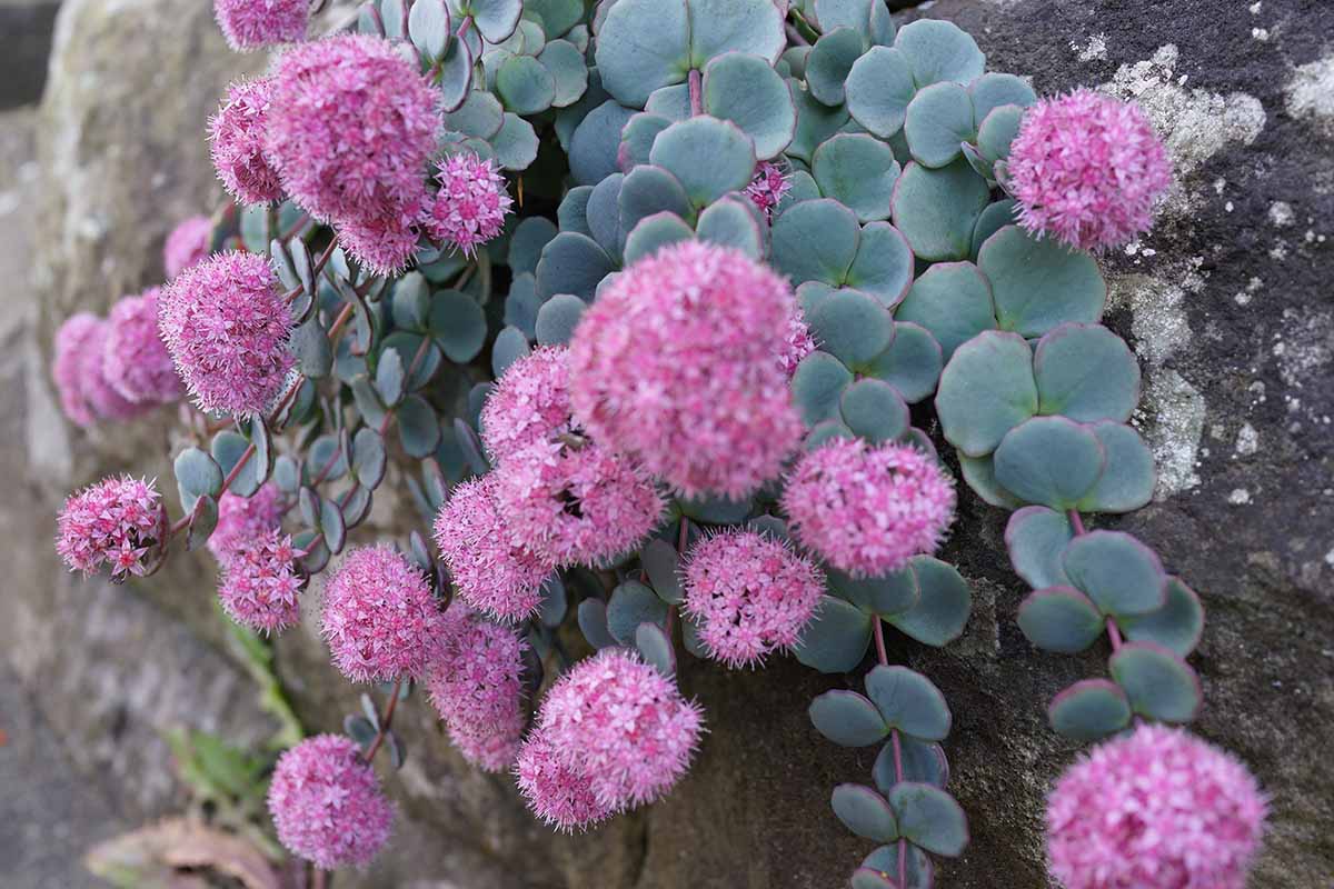 A close up horizontal image of October Daphne sedum with blue green leaves and pink flowers cascading over a stone wall.