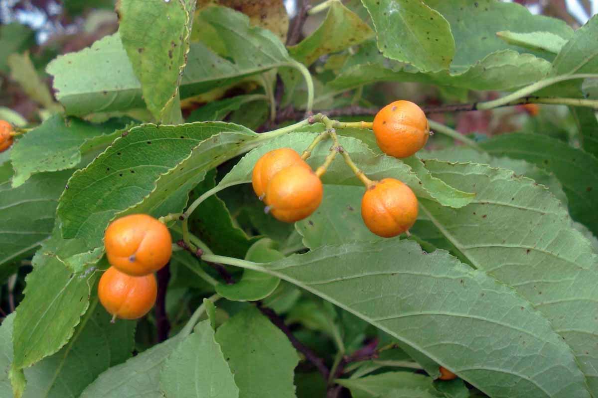 A close up horizontal image of orange American bittersweet berries growing in the garden.