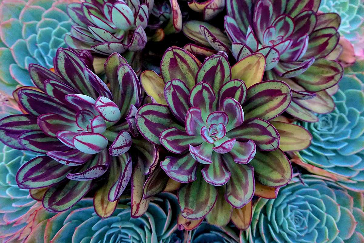 A close up horizontal image of painted echeveria growing in a succulent garden.