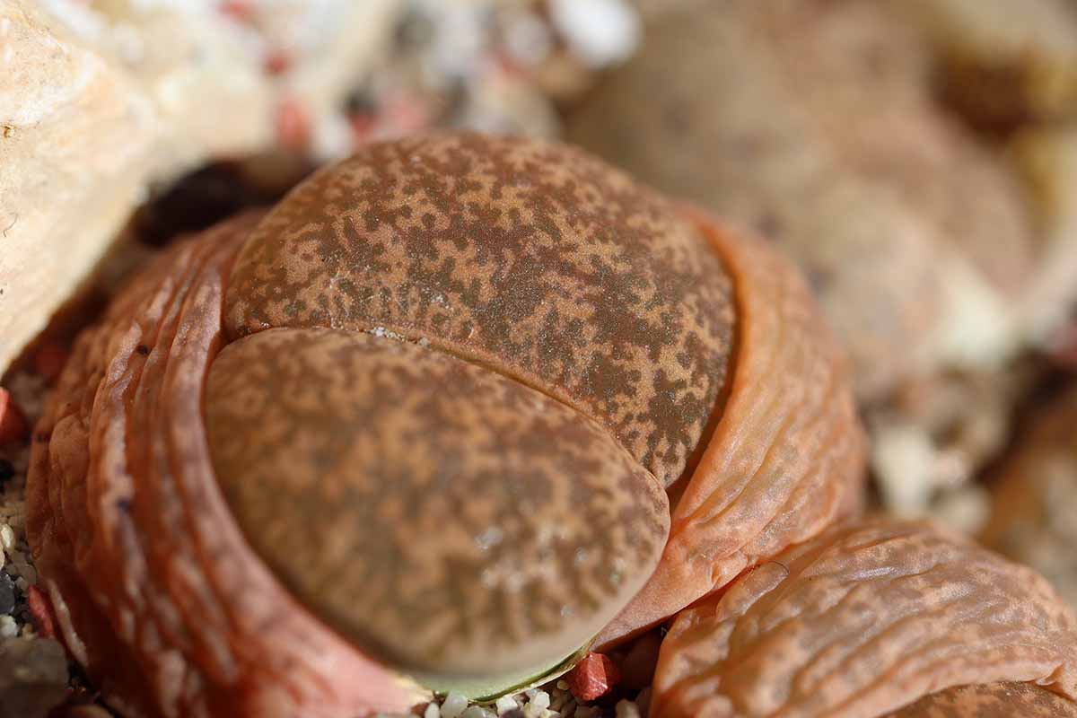 A close up horizontal image of the unique patterns on a dark reddish-brown living stone plant.