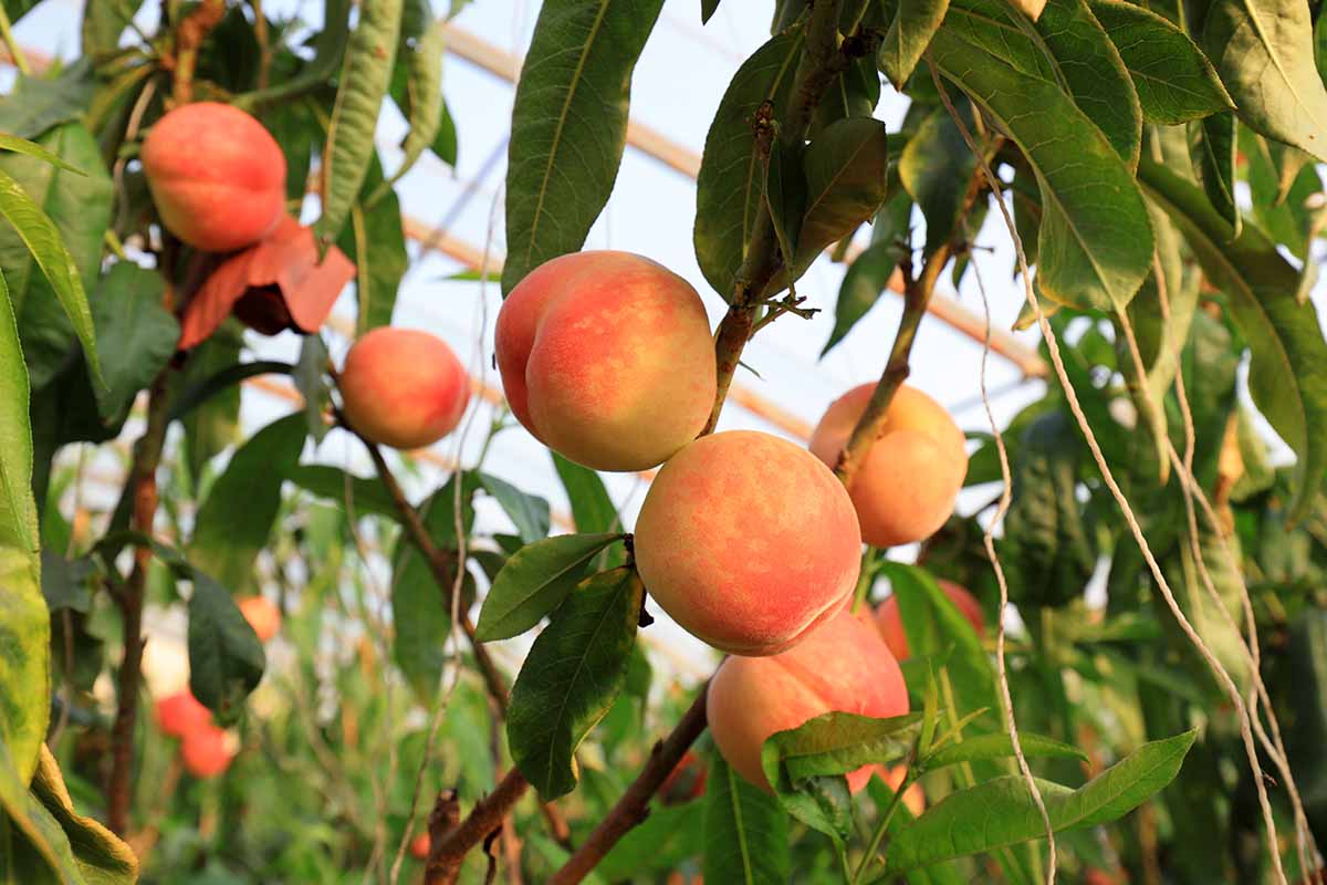 A horizontal image of ripe peaches growing on a potted tree in a greenhouse.
